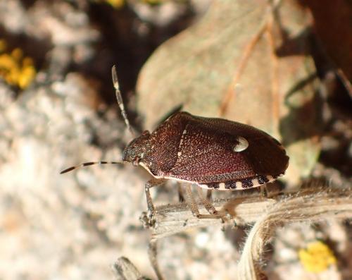 Holcostethus sphacelatus